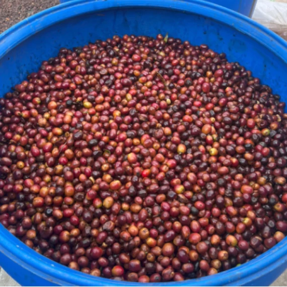 Columbia San Gabriel Geisha