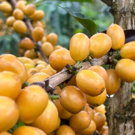 Columbia San Gabriel Geisha